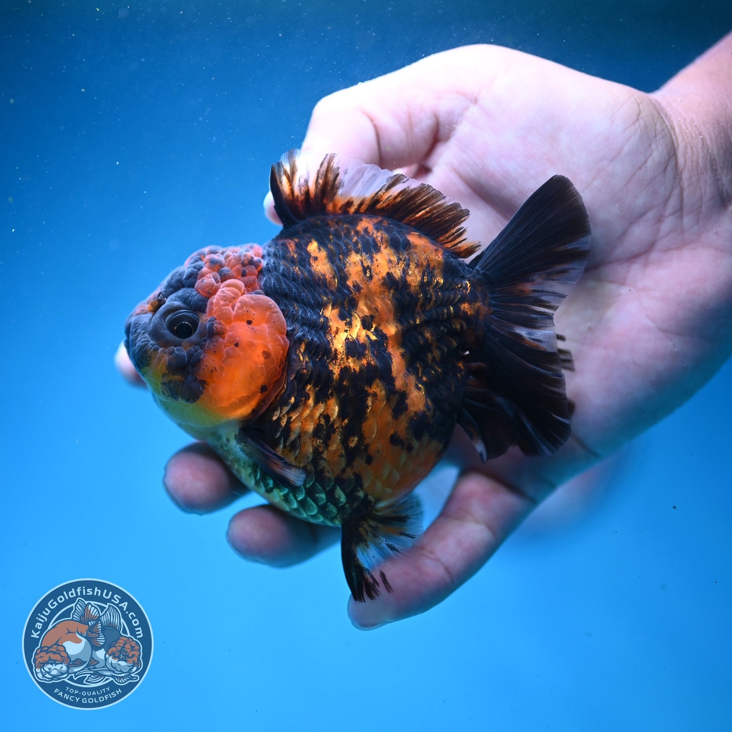 Shogun Tiger Oranda 3.5 inch Body (260814_OR02)