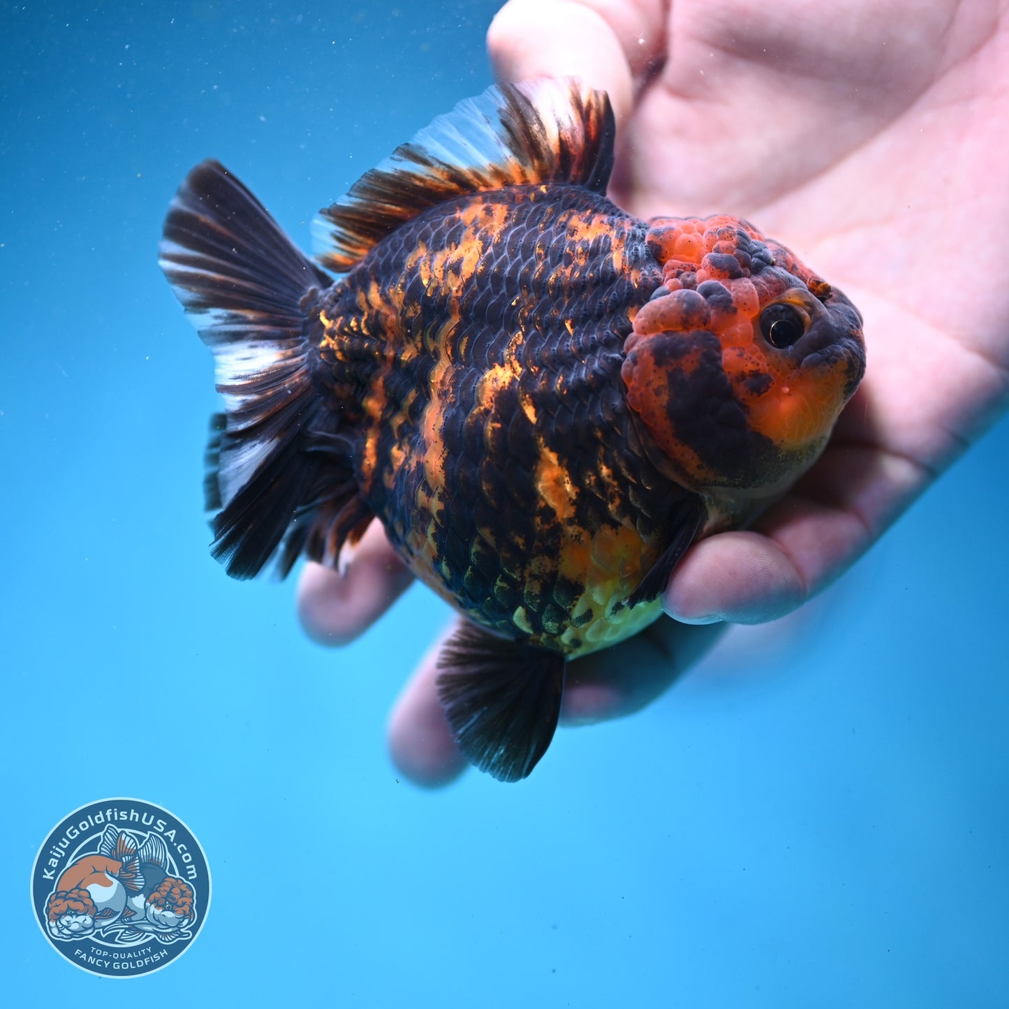 Shogun Tiger Oranda 3.5 inch Body (260814_OR02)