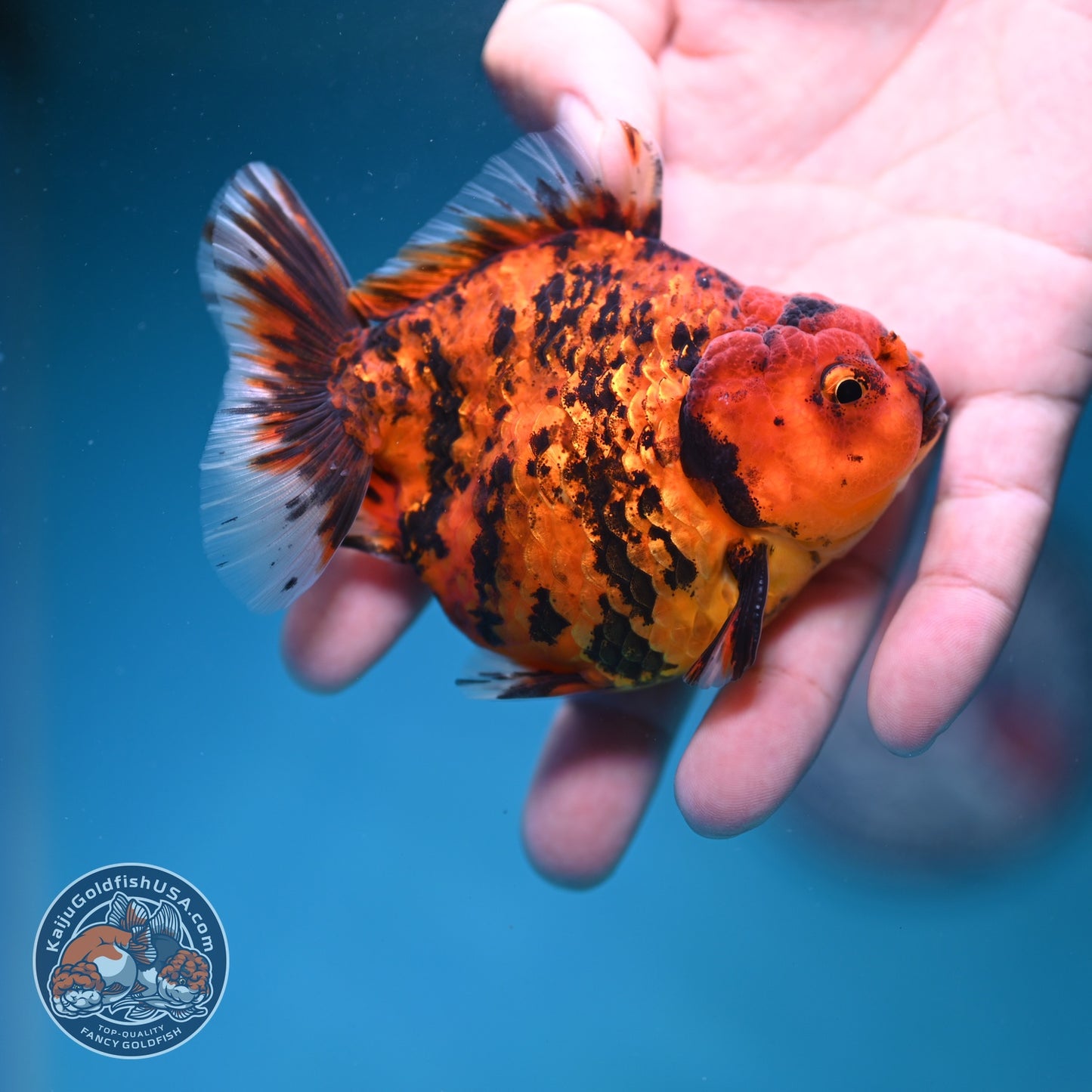 Shogun Tiger Oranda 3.5 inch Body (260828_OR02)
