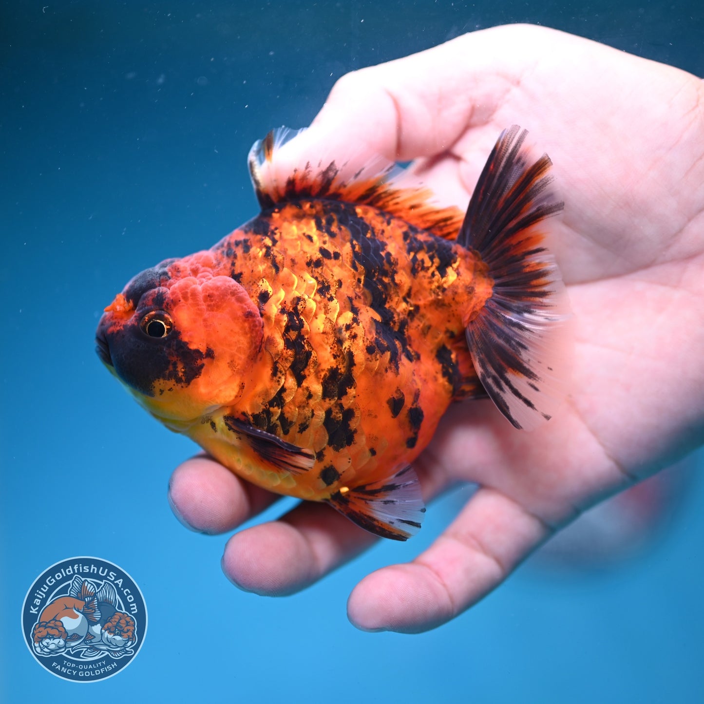 Shogun Tiger Oranda 3.5 inch Body (260828_OR02)