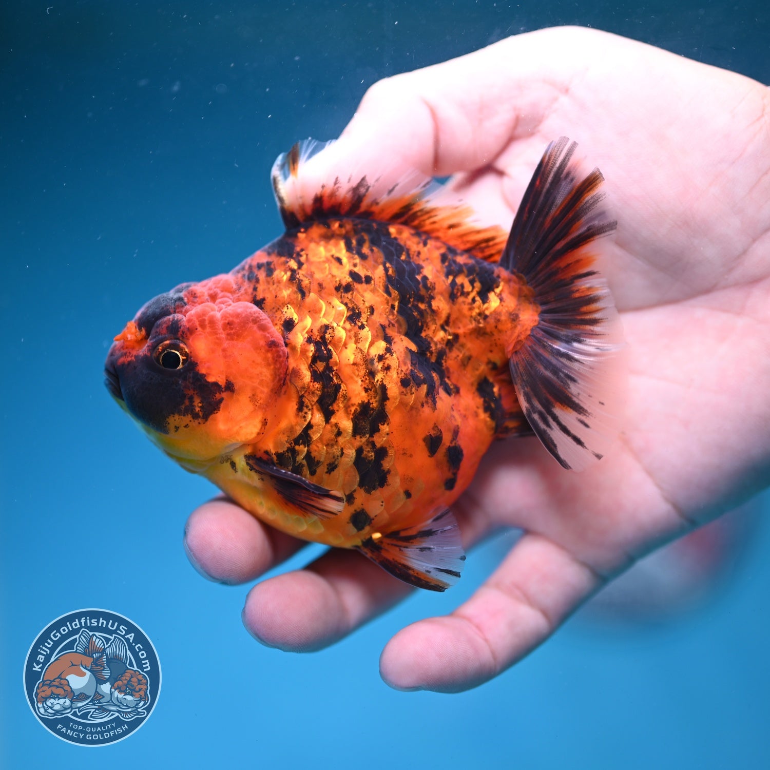 Shogun Tiger Oranda 3.5 inch Body (260828_OR02)