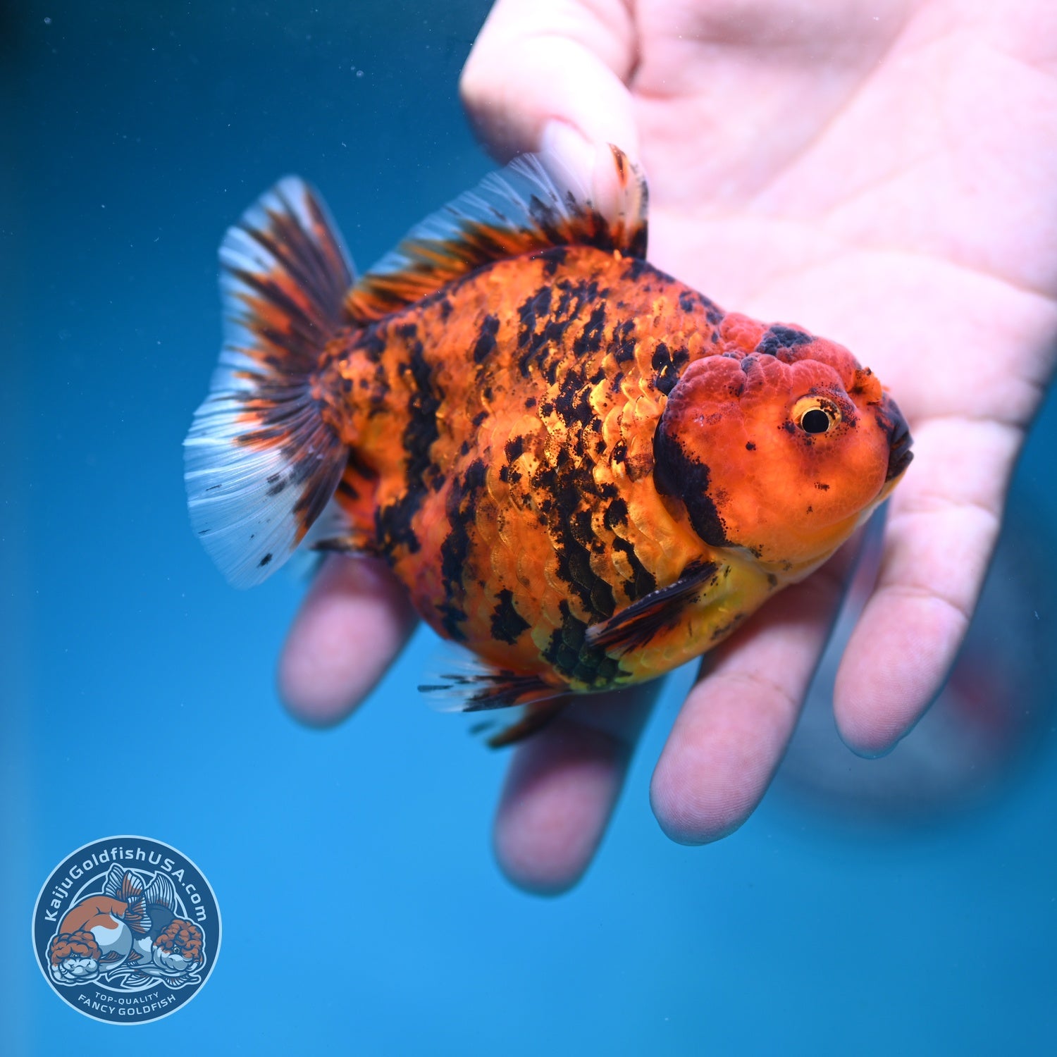 Shogun Tiger Oranda 3.5 inch Body (260828_OR02)
