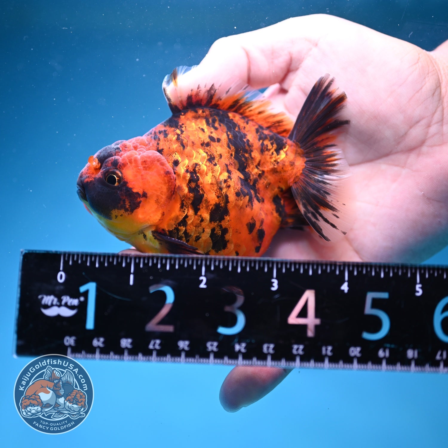 Shogun Tiger Oranda 3.5 inch Body (260828_OR02)