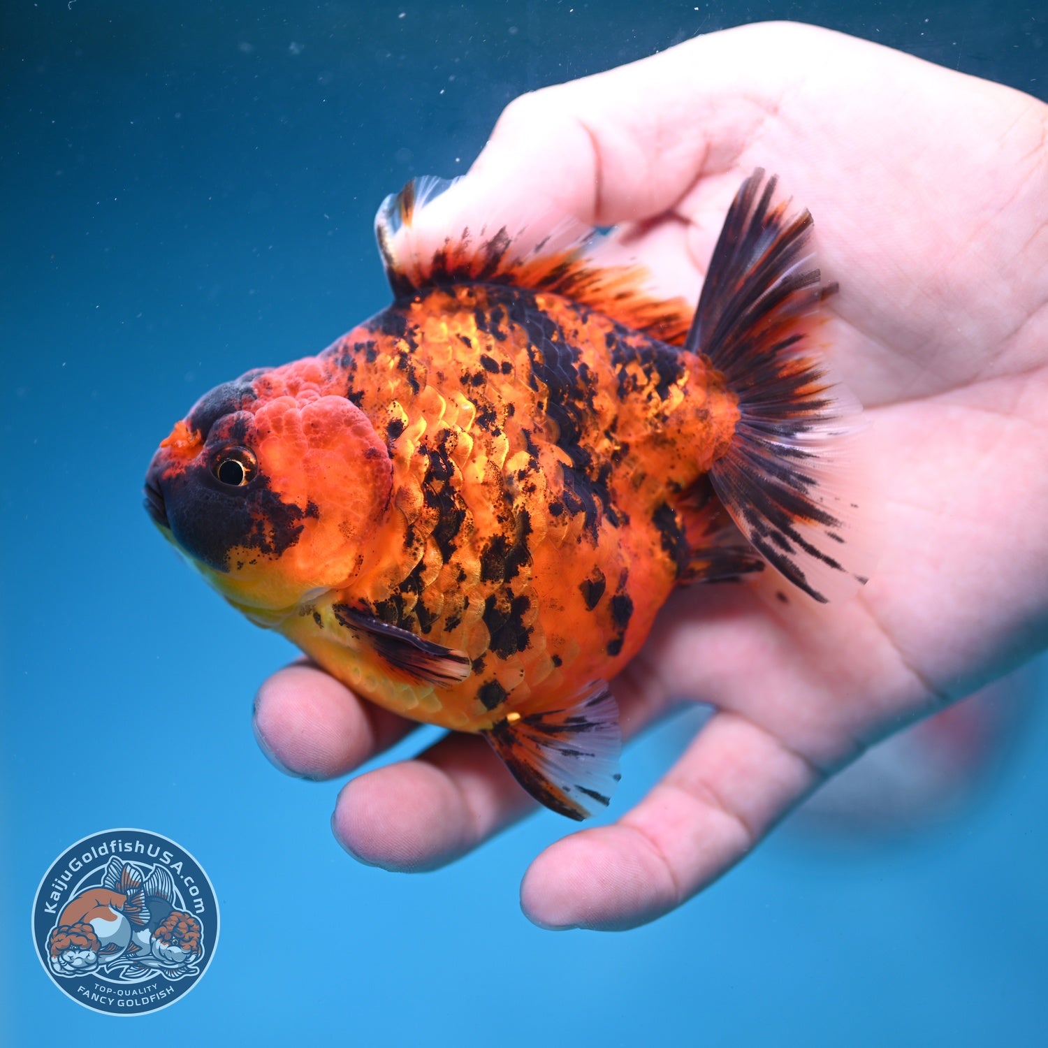 Shogun Tiger Oranda 3.5 inch Body (260828_OR02)