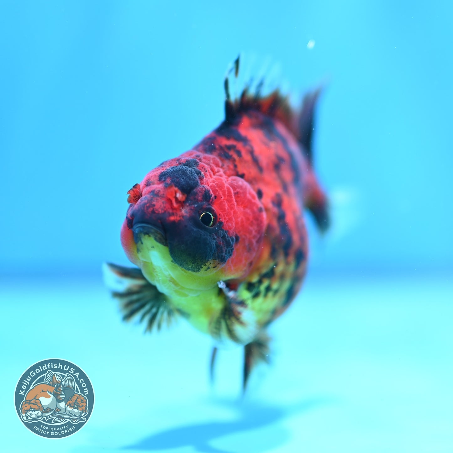 Shogun Tiger Oranda 3.5 inch Body (260828_OR02)