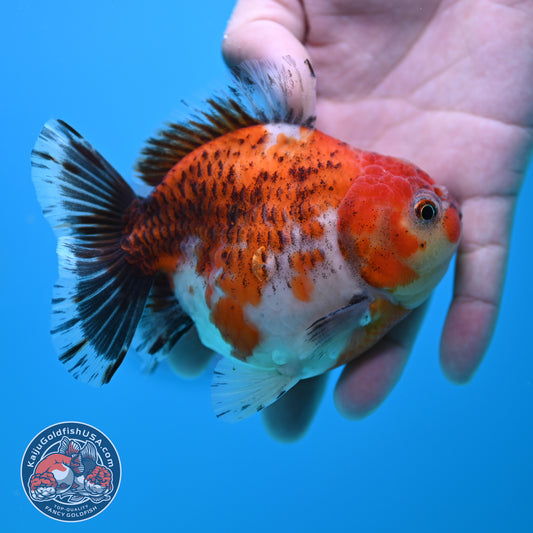 Shogun Tiger Oranda 4 inch Body (260320_OR13)