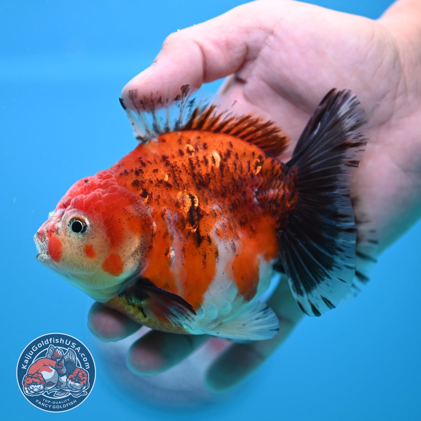 Shogun Tiger Oranda 4 inch Body (260320_OR13)