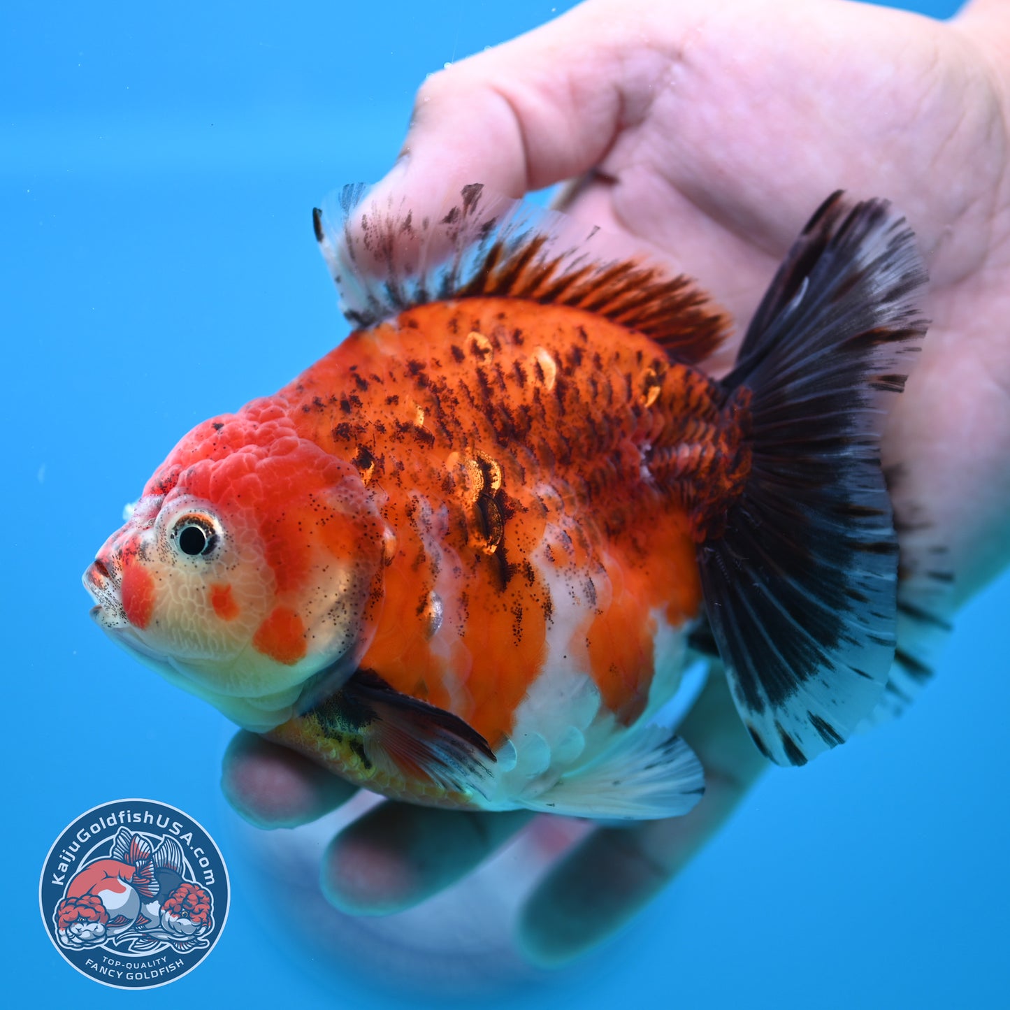 Shogun Tiger Oranda 4 inch Body (260320_OR13)