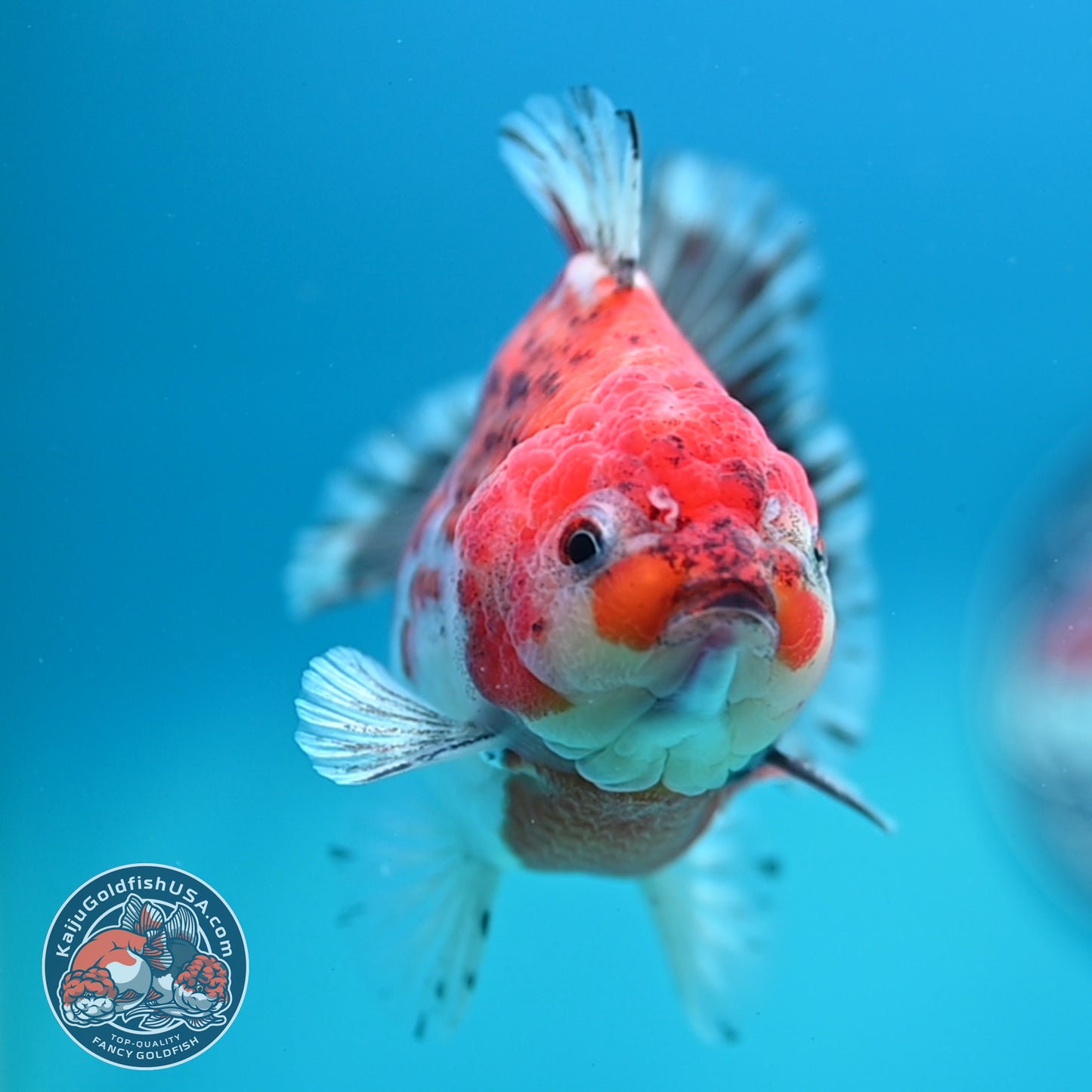 Shogun Tiger Oranda 4 inch Body (260320_OR13)