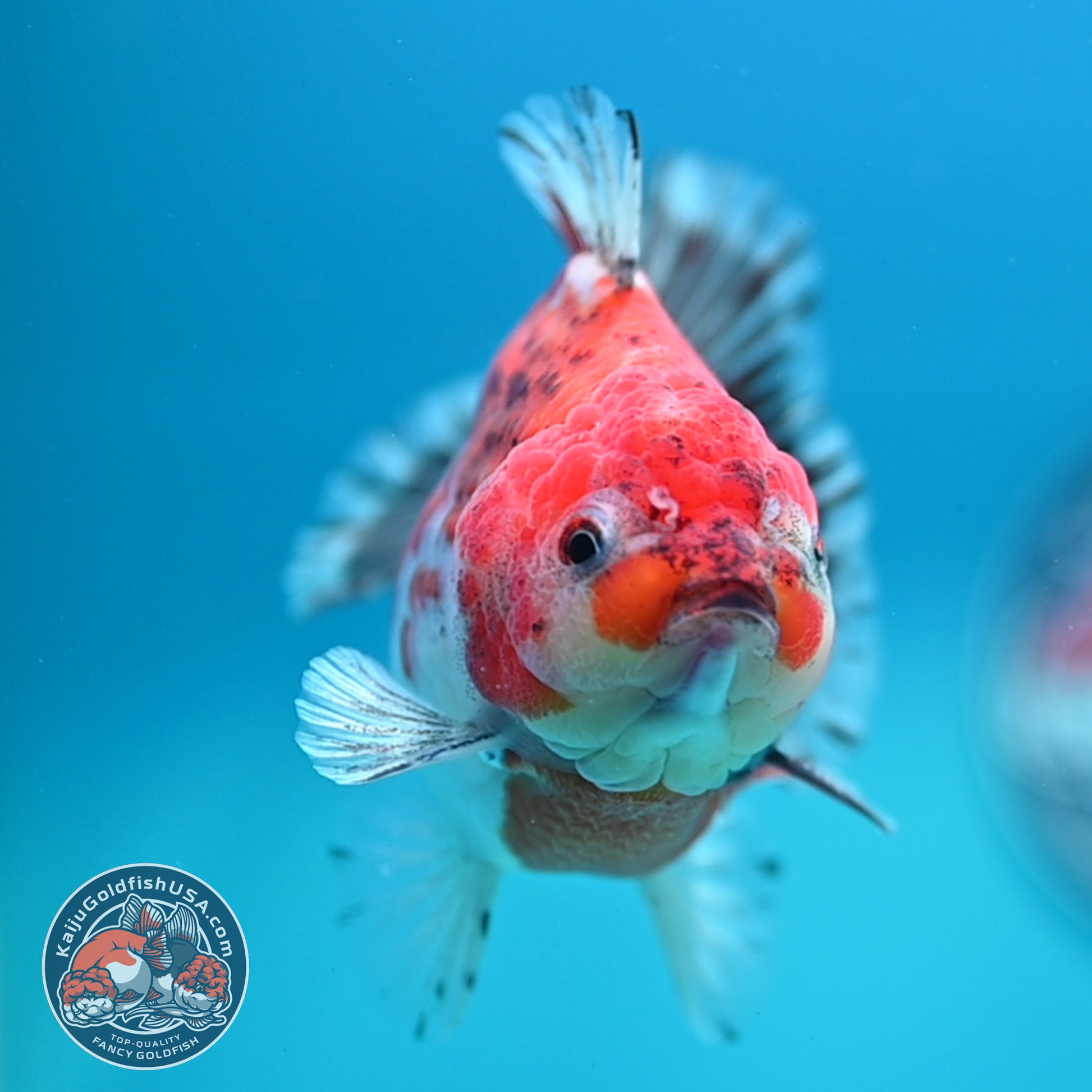 Shogun Tiger Oranda 4 inch Body (260320_OR13)