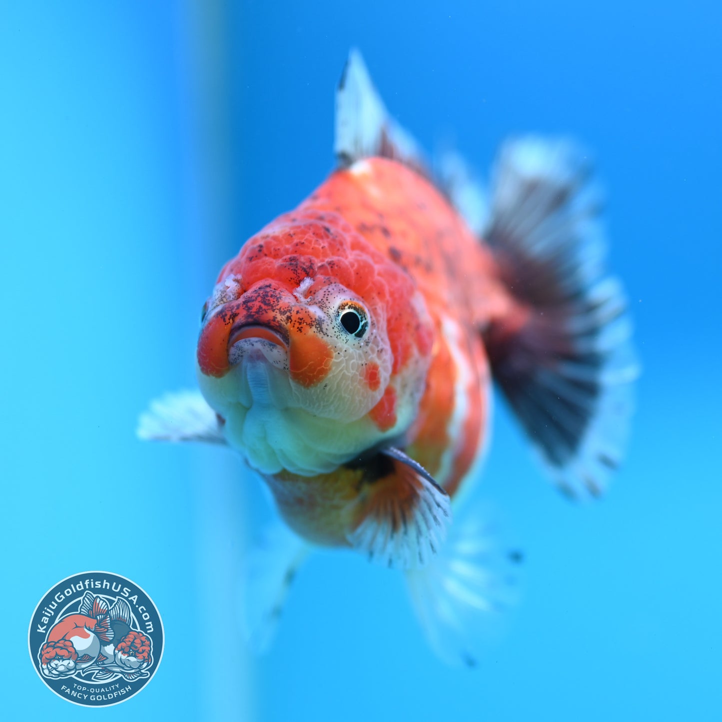 Shogun Tiger Oranda 4 inch Body (260320_OR13)