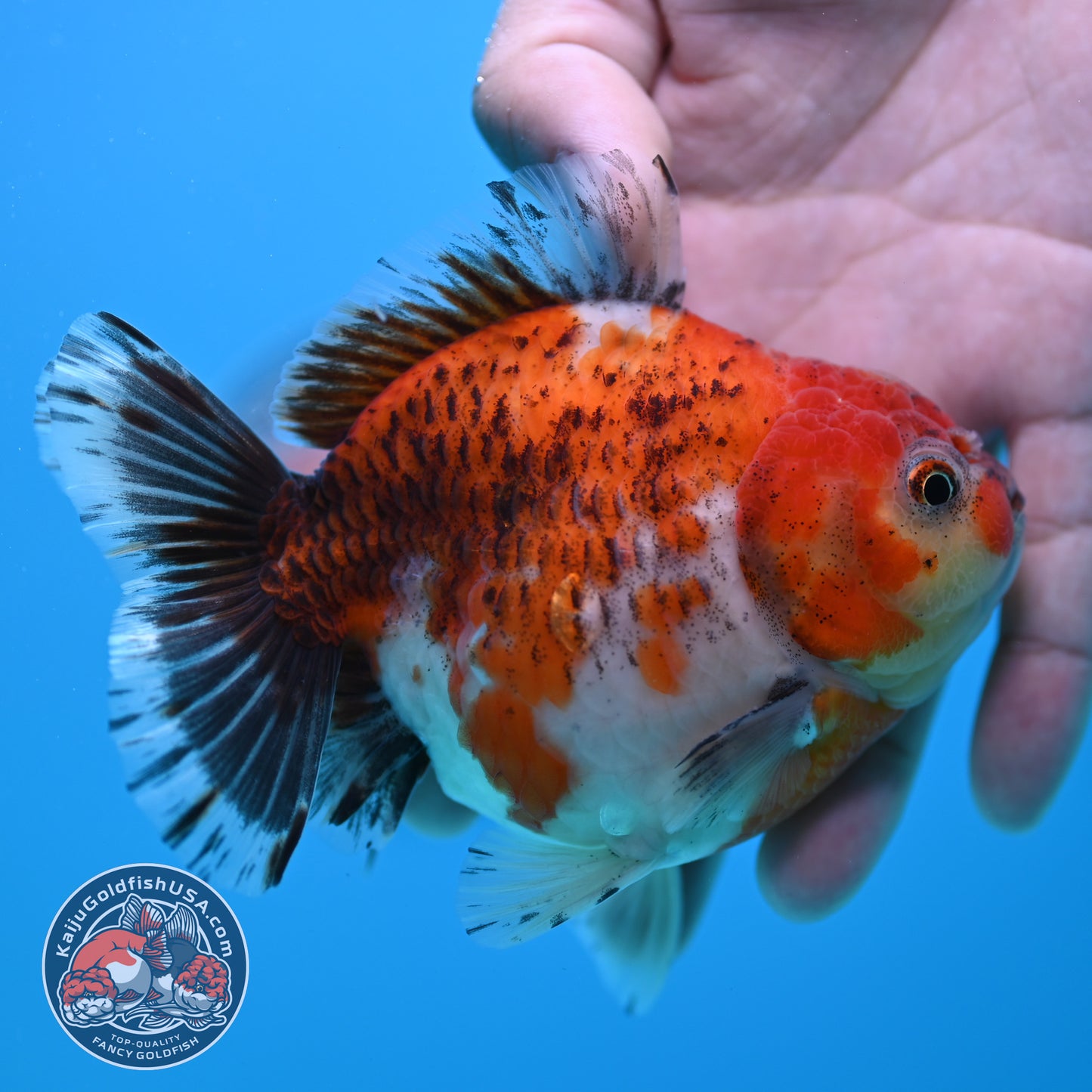 Shogun Tiger Oranda 4 inch Body (260320_OR13)