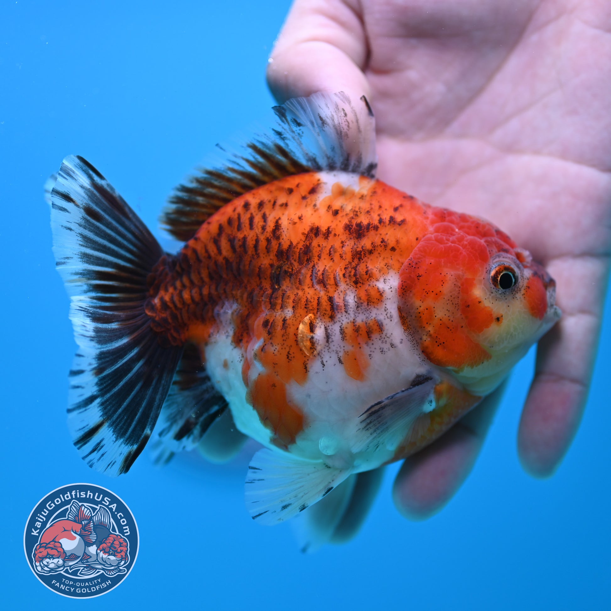 Shogun Tiger Oranda 4 inch Body (260320_OR13)