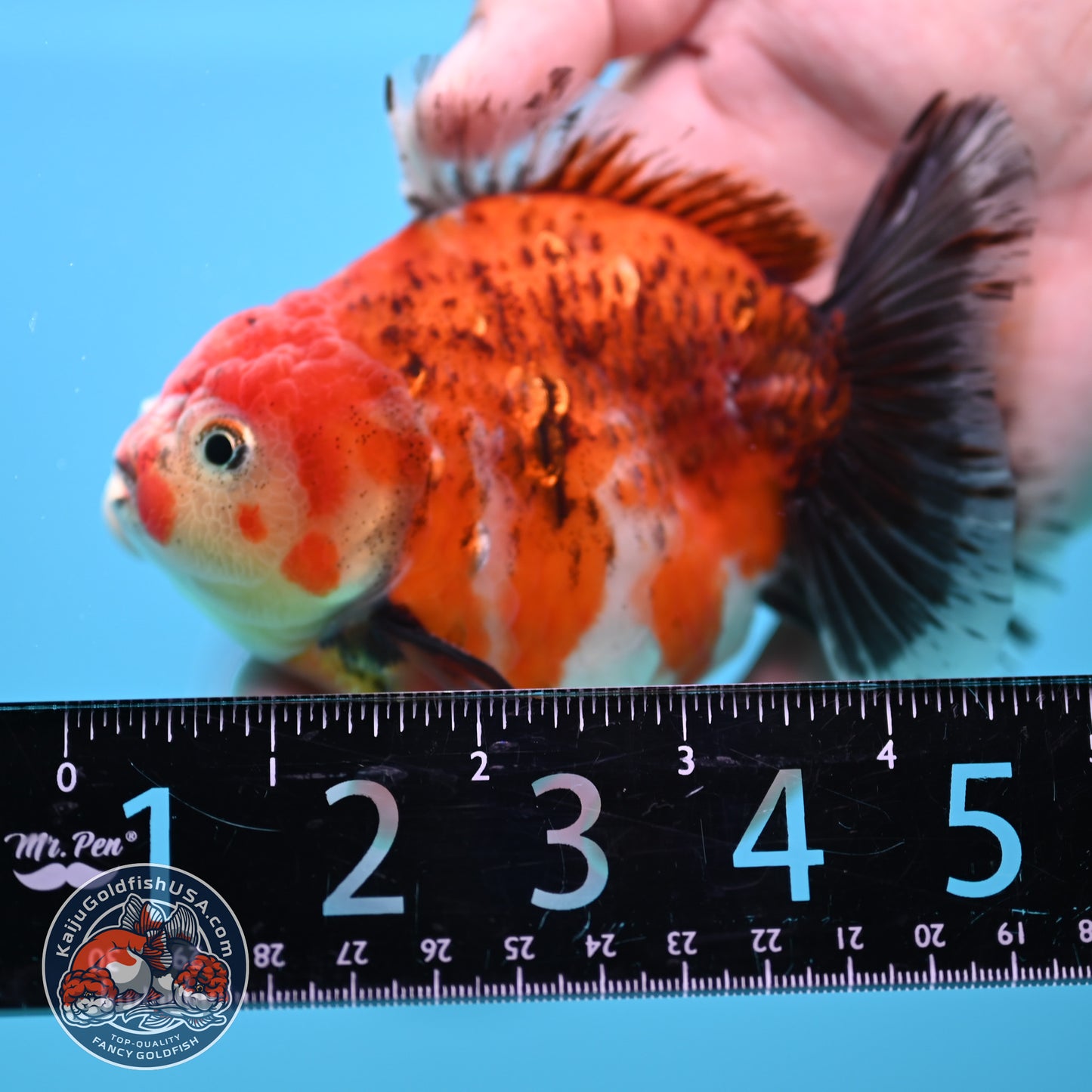 Shogun Tiger Oranda 4 inch Body (260320_OR13)