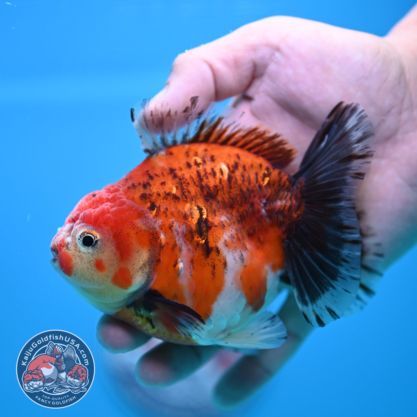 Shogun Tiger Oranda 4 inch Body (260320_OR13)