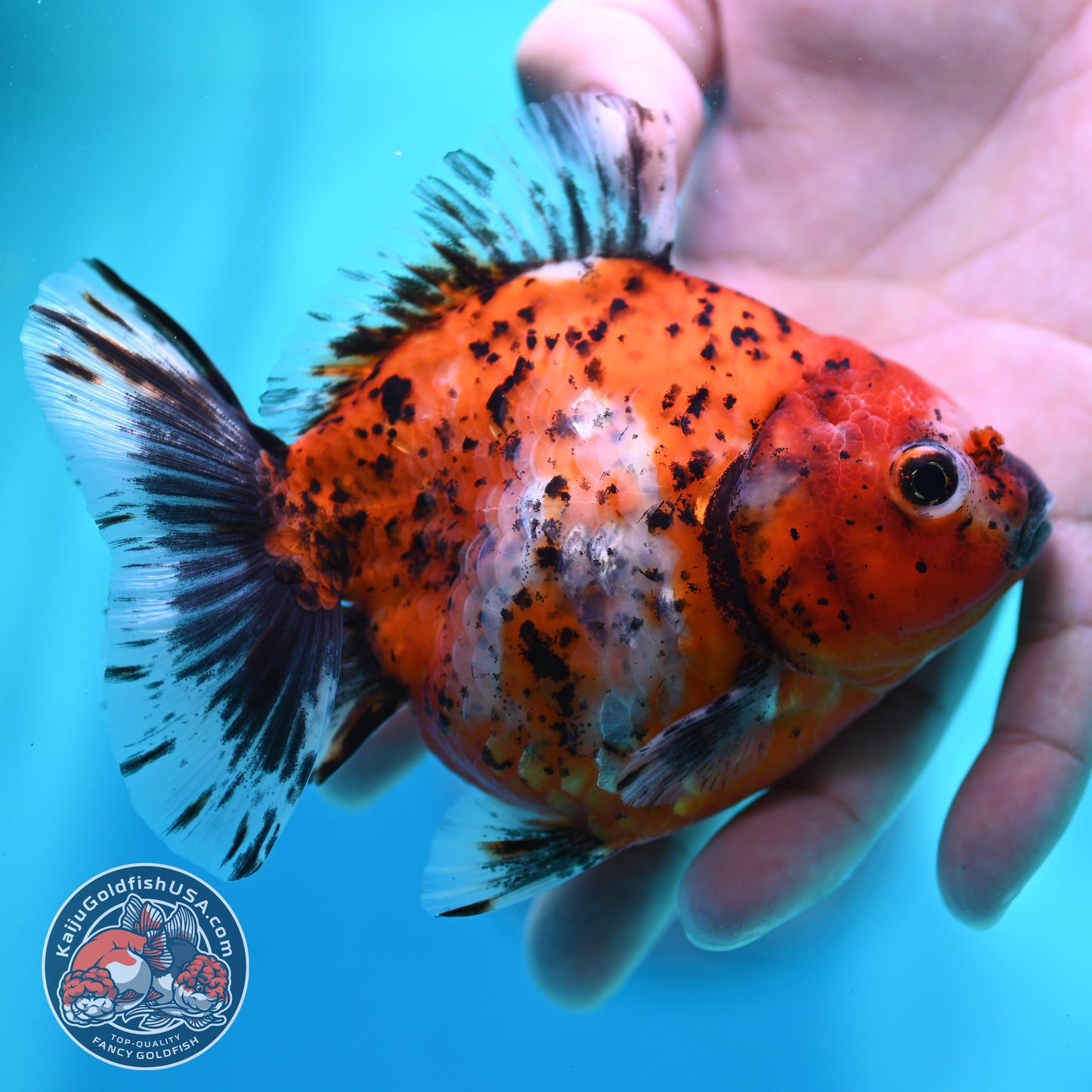 Shogun Tiger Oranda 4 inch Body (260515_OR15)