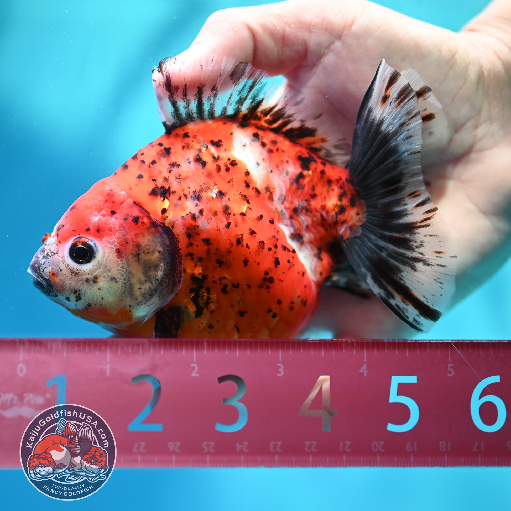 Shogun Tiger Oranda 4 inch Body (260515_OR15)