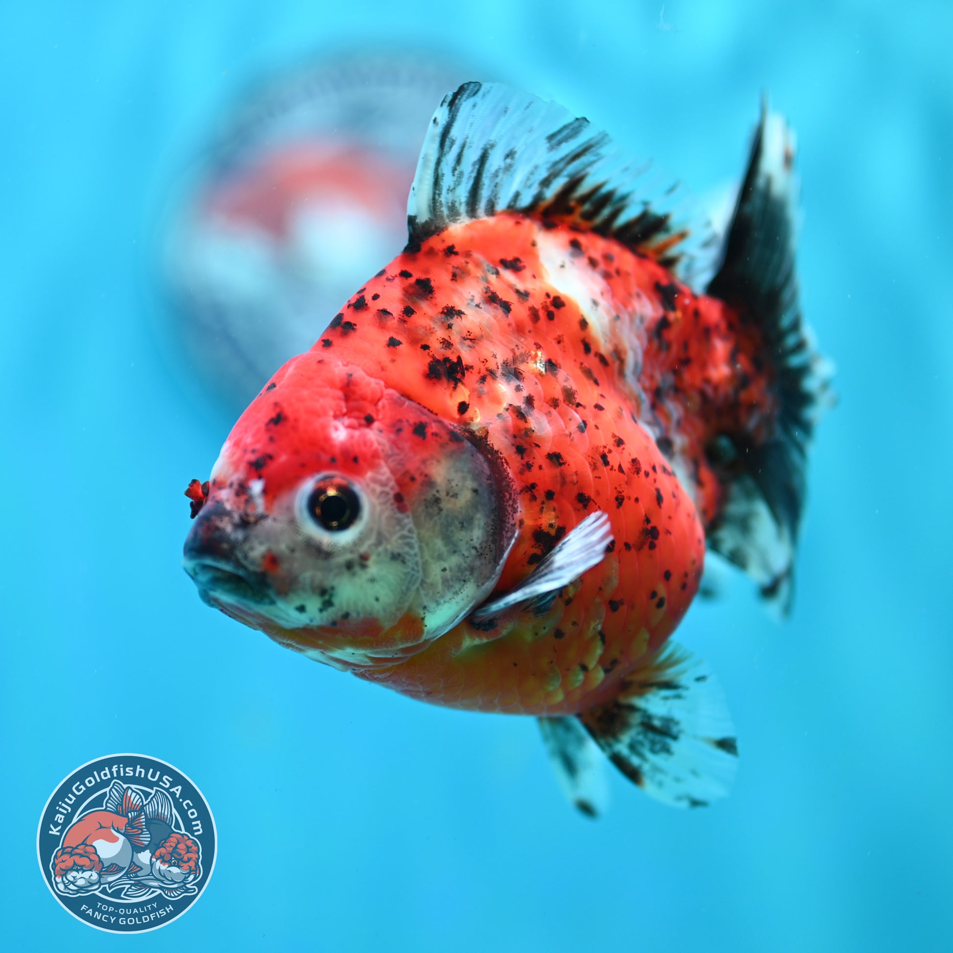 Shogun Tiger Oranda 4 inch Body (260515_OR15)