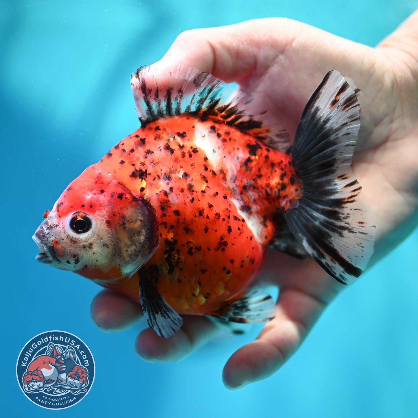 Shogun Tiger Oranda 4 inch Body (260515_OR15)