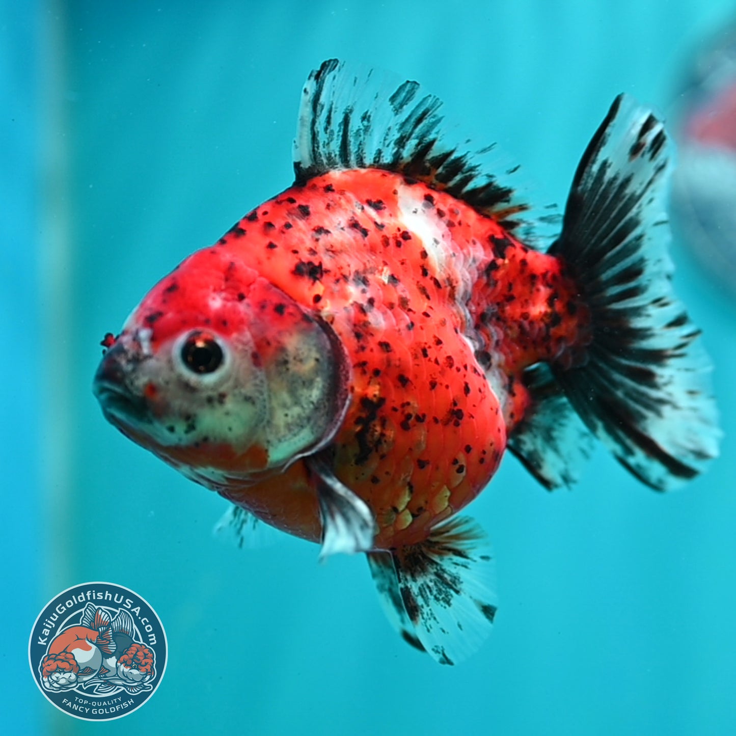 Shogun Tiger Oranda 4 inch Body (260515_OR15)