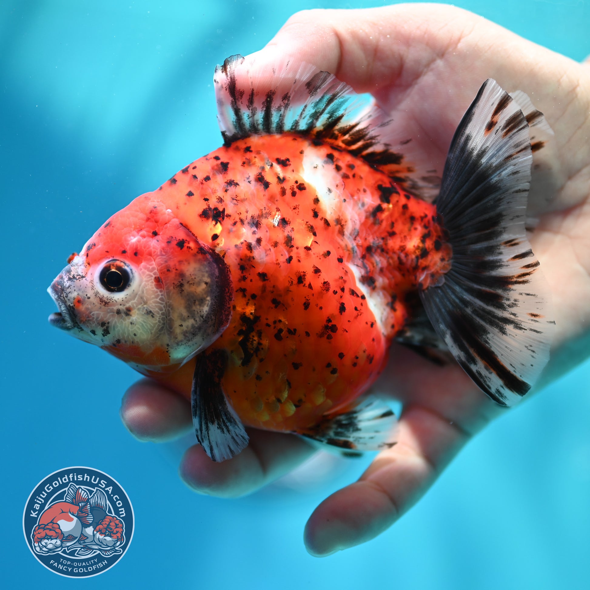 Shogun Tiger Oranda 4 inch Body (260515_OR15)
