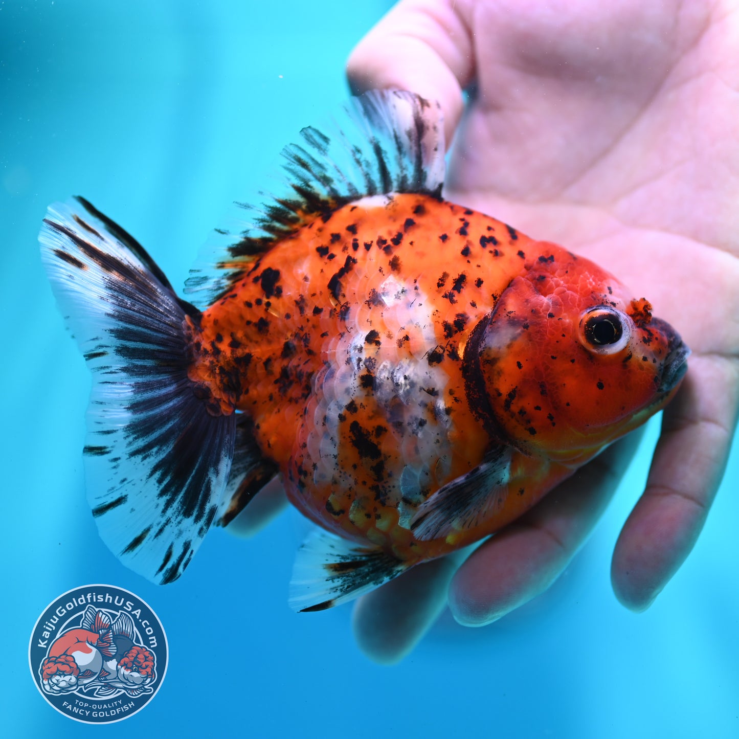 Shogun Tiger Oranda 4 inch Body (260515_OR15)