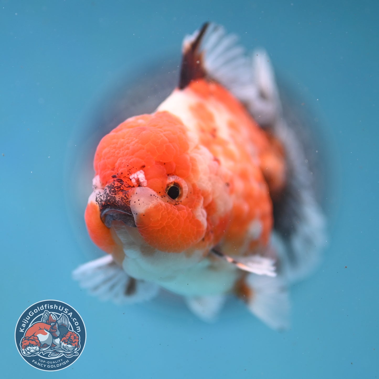 Shogun Tricolor Sakura Oranda 3 inch Body (260123_OR07)