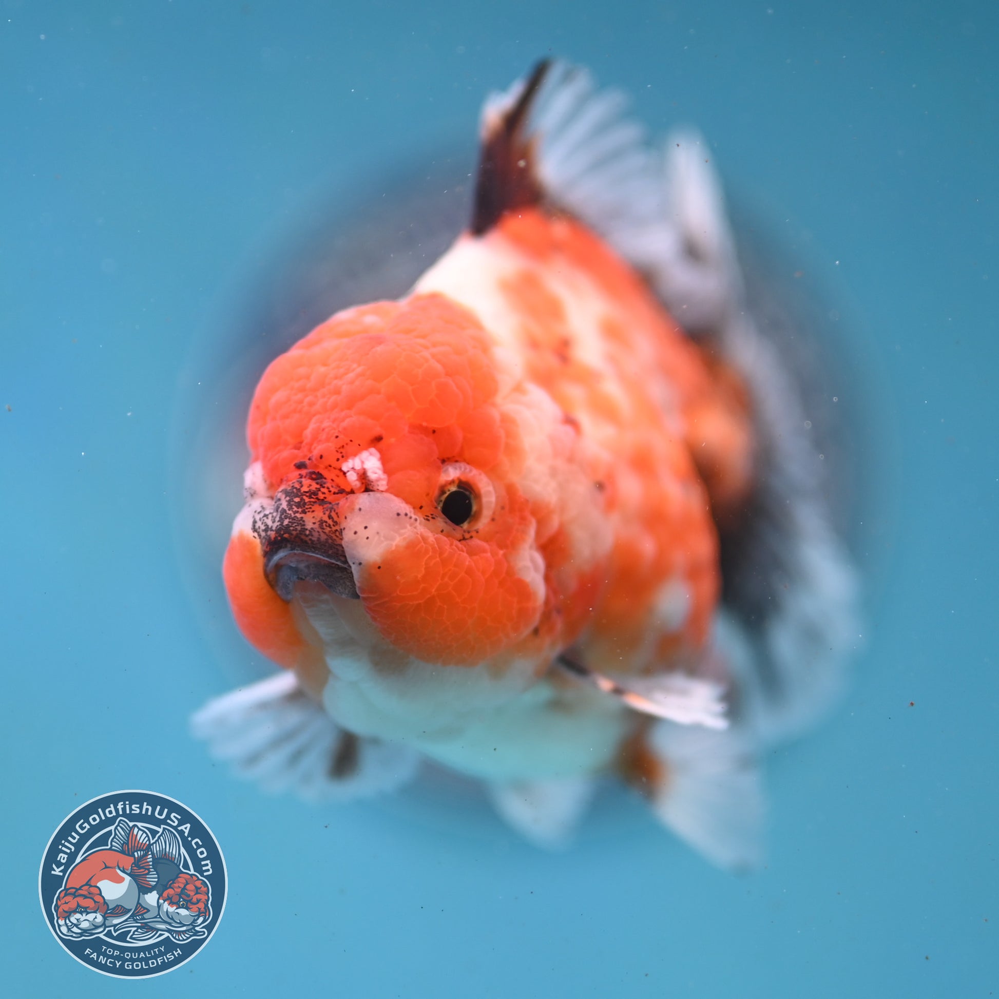 Shogun Tricolor Sakura Oranda 3 inch Body (260123_OR07)