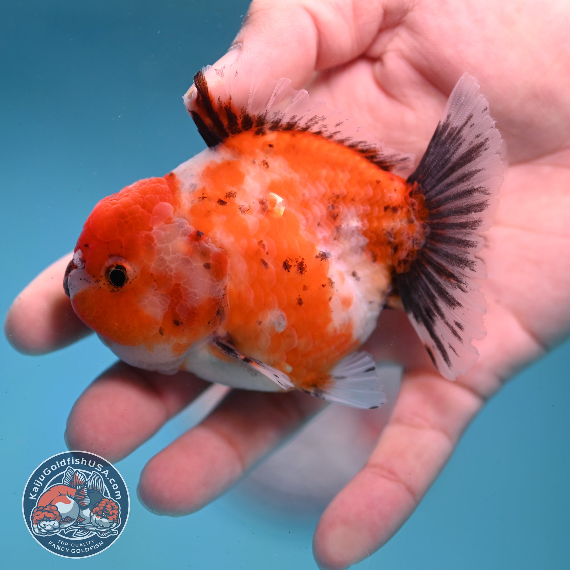 Shogun Tricolor Sakura Oranda 3 inch Body (260123_OR07)