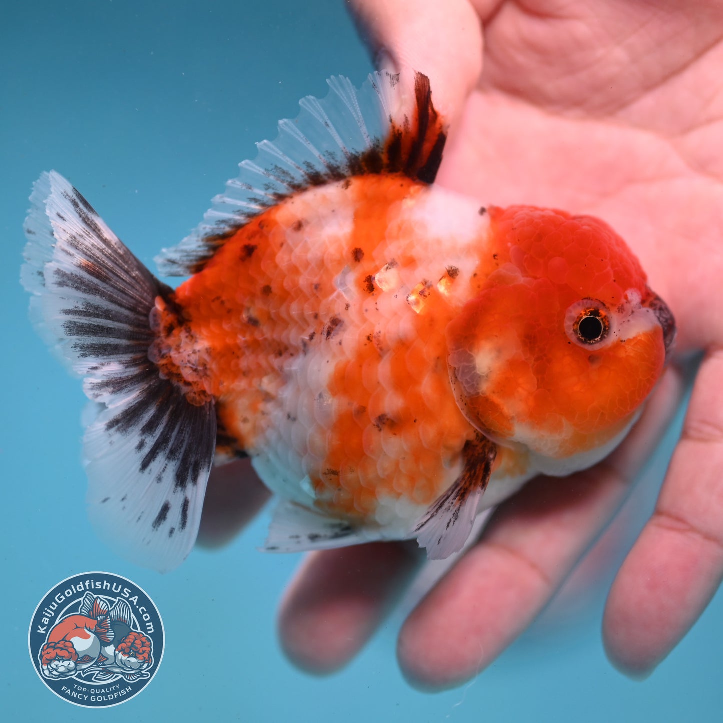 Shogun Tricolor Sakura Oranda 3 inch Body (260123_OR07)
