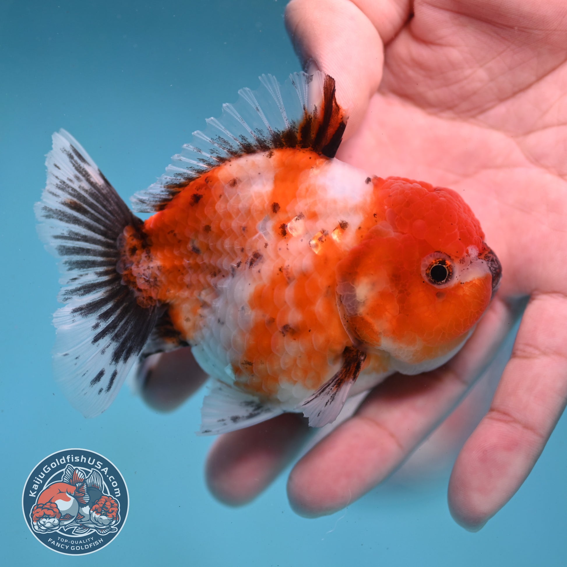Shogun Tricolor Sakura Oranda 3 inch Body (260123_OR07)