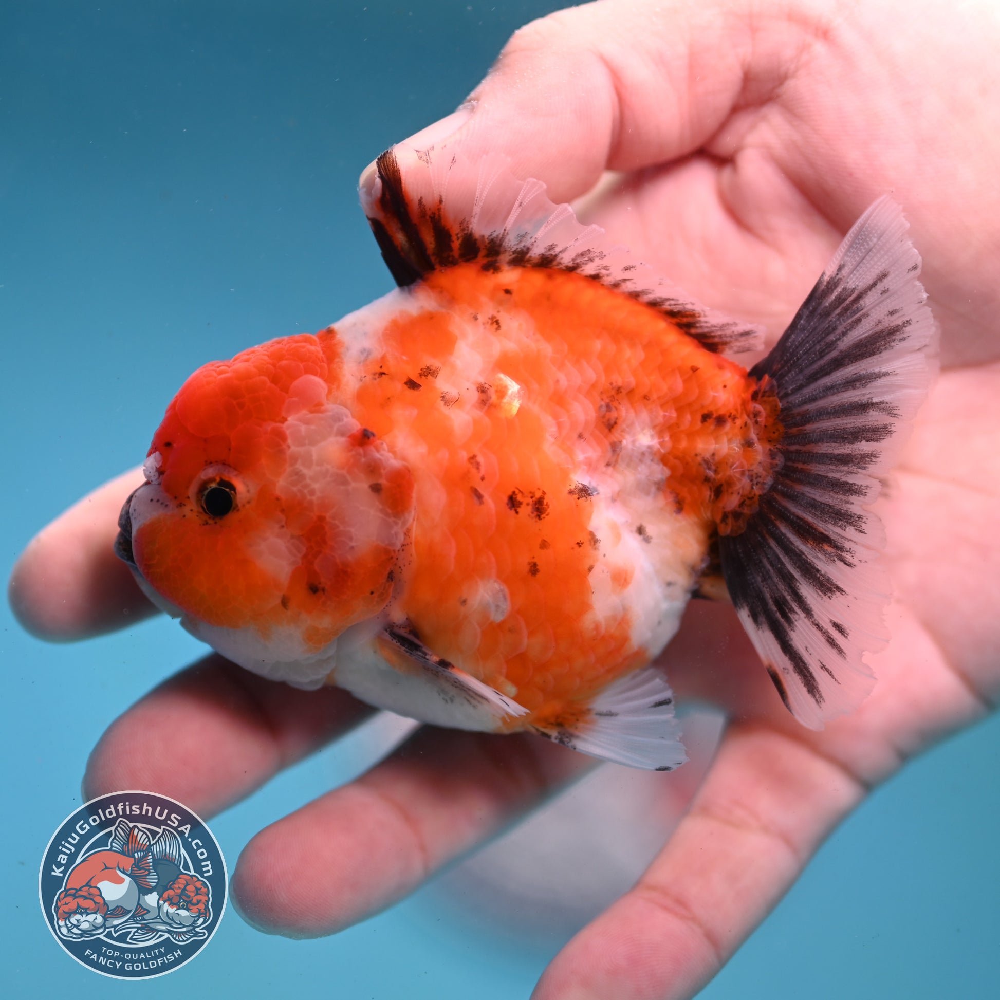 Shogun Tricolor Sakura Oranda 3 inch Body (260123_OR07)