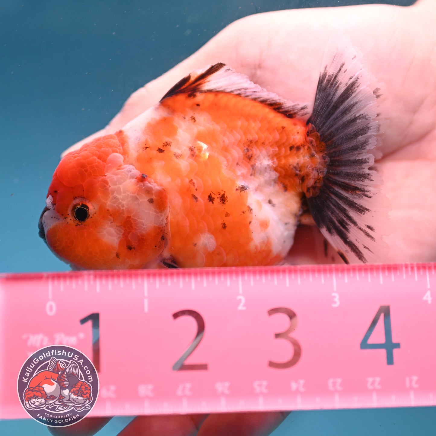 Shogun Tricolor Sakura Oranda 3 inch Body (260123_OR07)