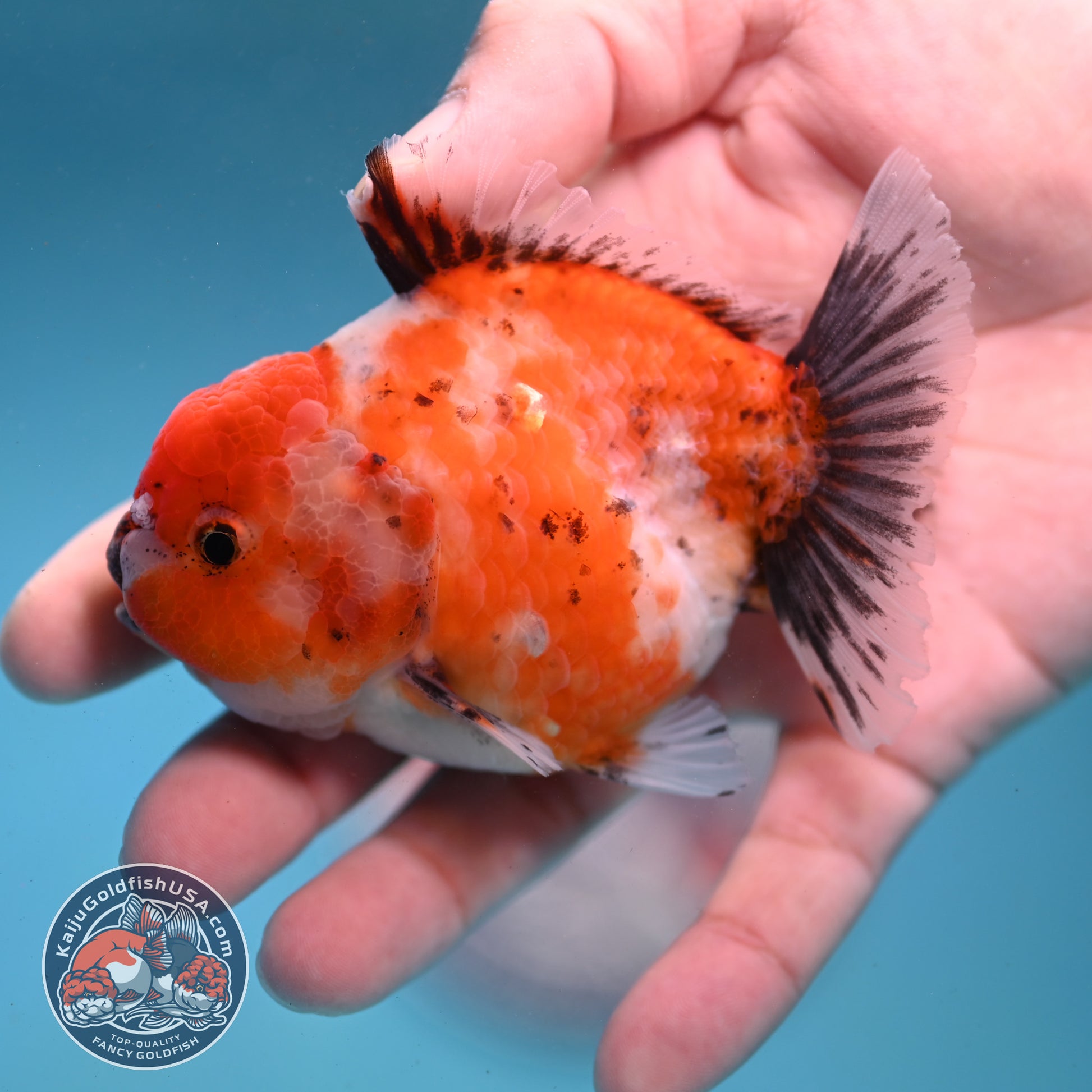 Shogun Tricolor Sakura Oranda 3 inch Body (260123_OR07)