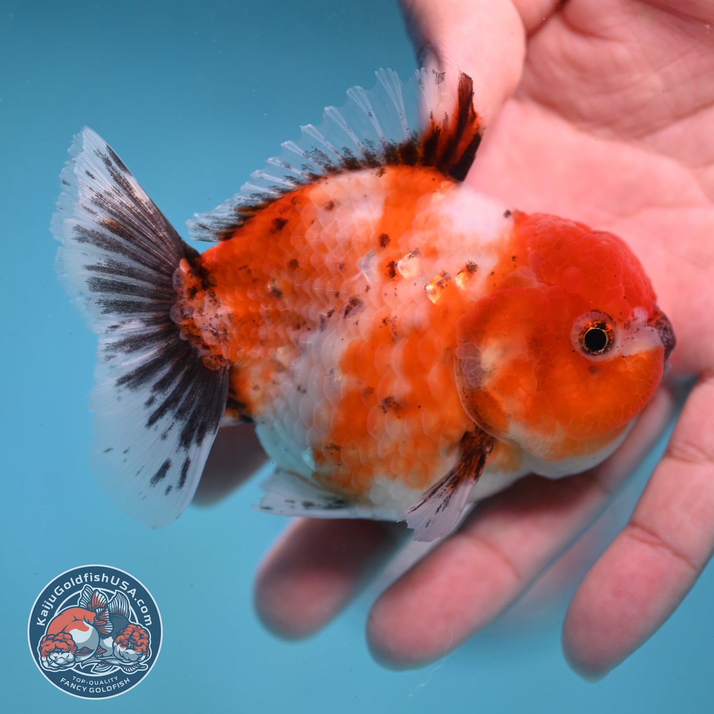 Shogun Tricolor Sakura Oranda 3 inch Body (260123_OR07)