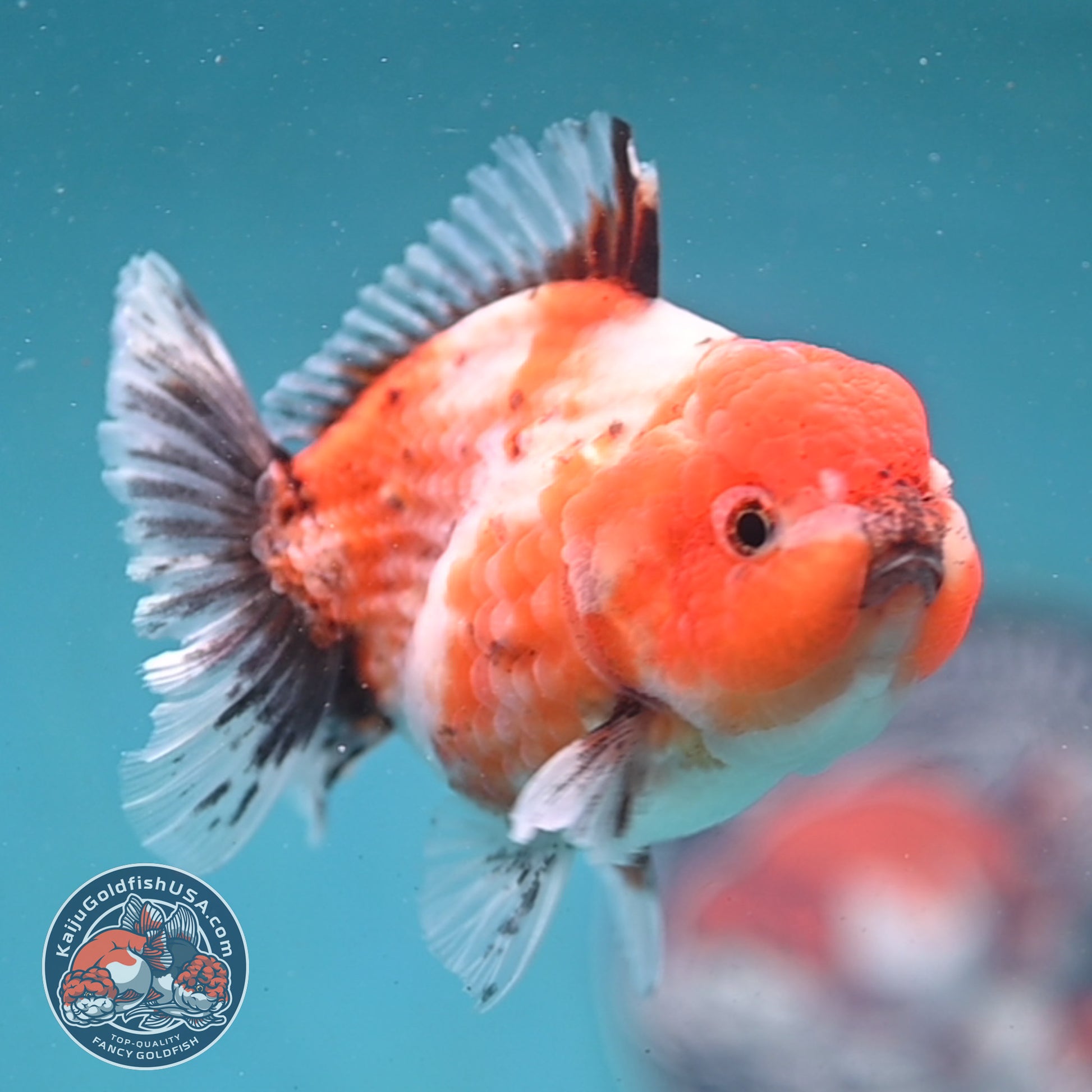 Shogun Tricolor Sakura Oranda 3 inch Body (260123_OR07)