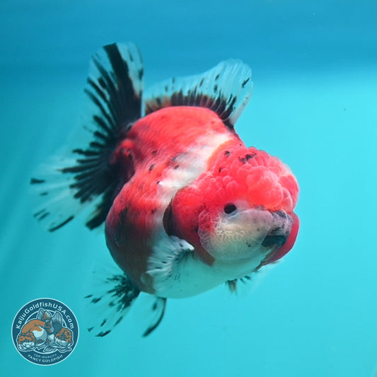 Shogun Tricolor Sakura Oranda 3 inch Body (260724_OR01)