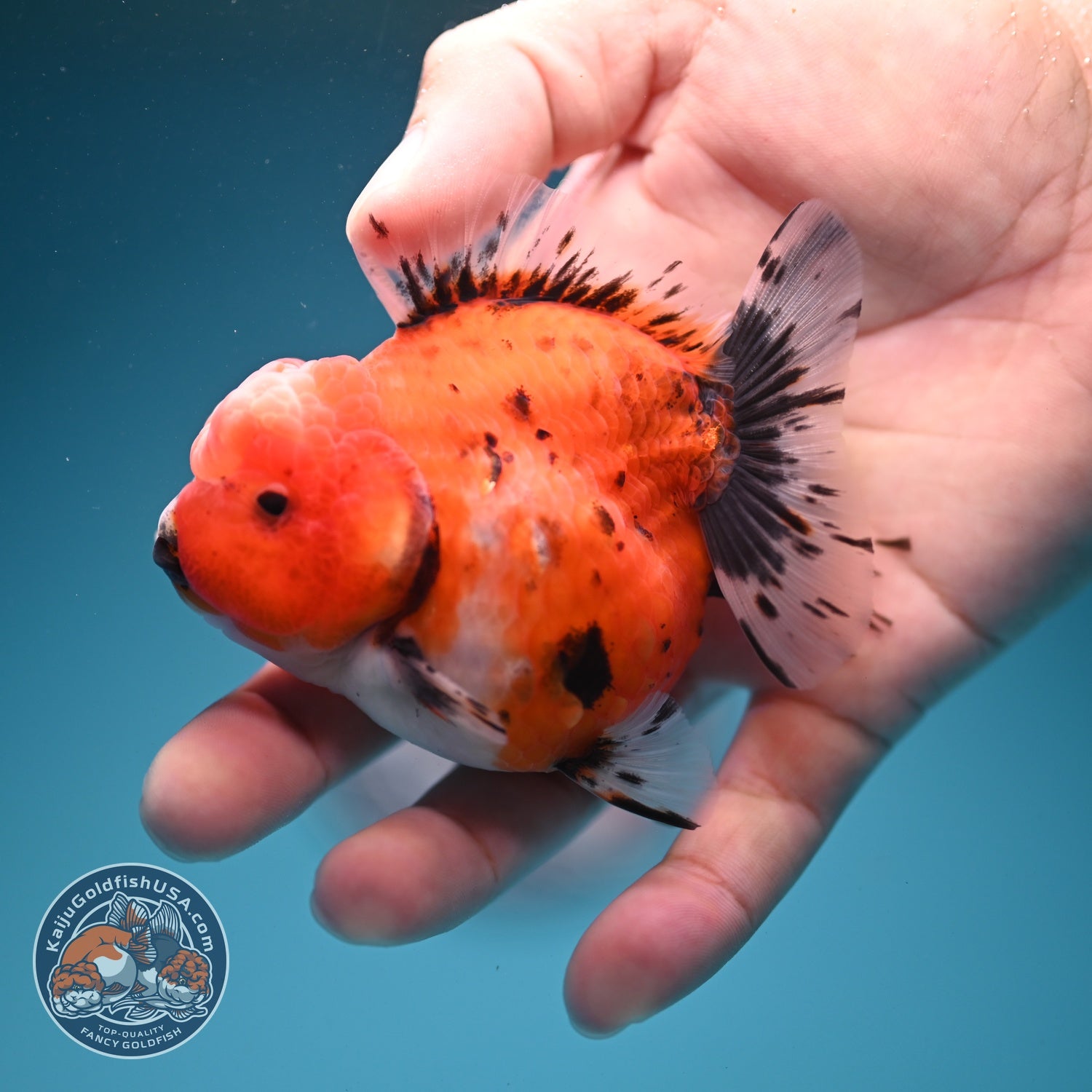 Shogun Tricolor Sakura Oranda 3 inch Body (260724_OR01)