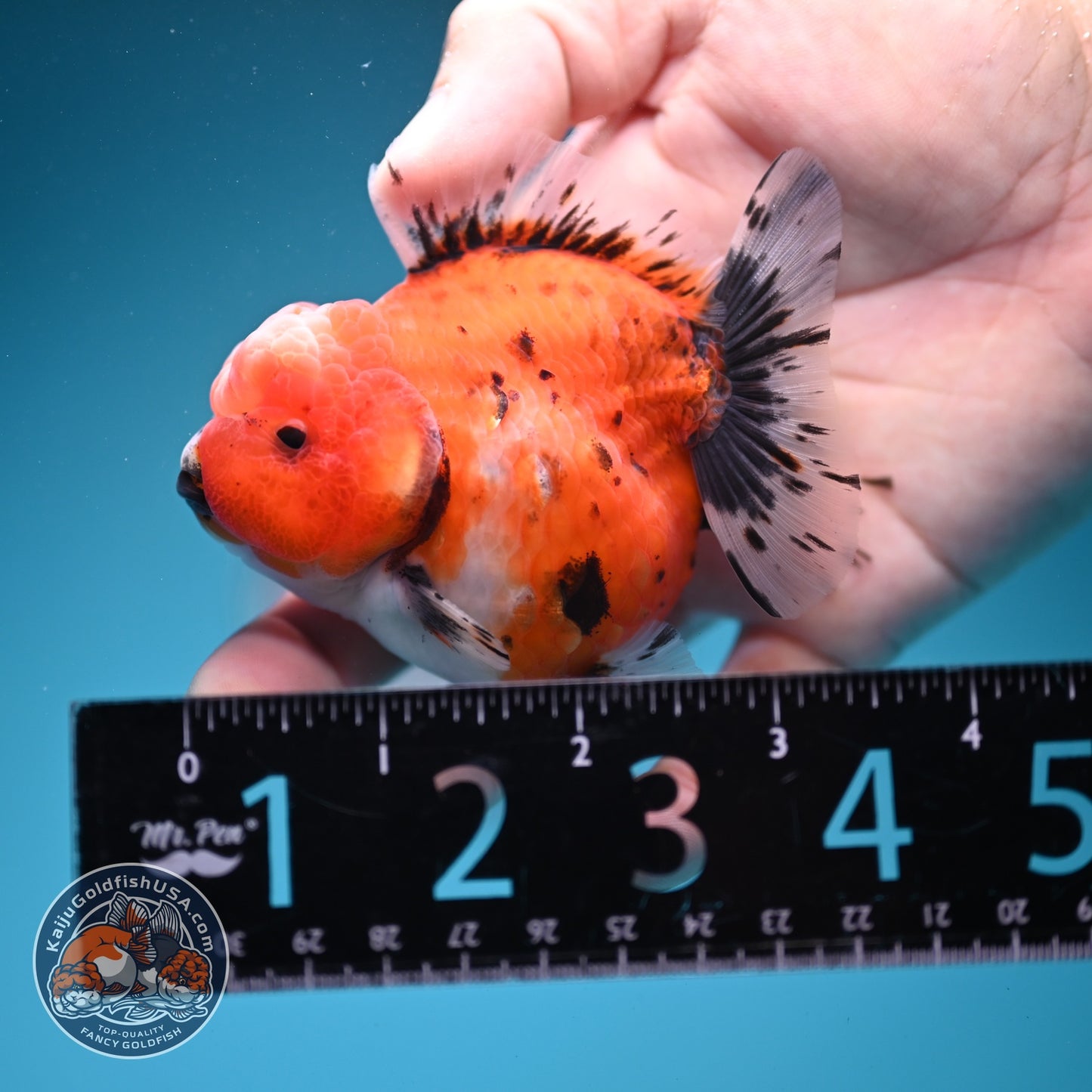 Shogun Tricolor Sakura Oranda 3 inch Body (260724_OR01)
