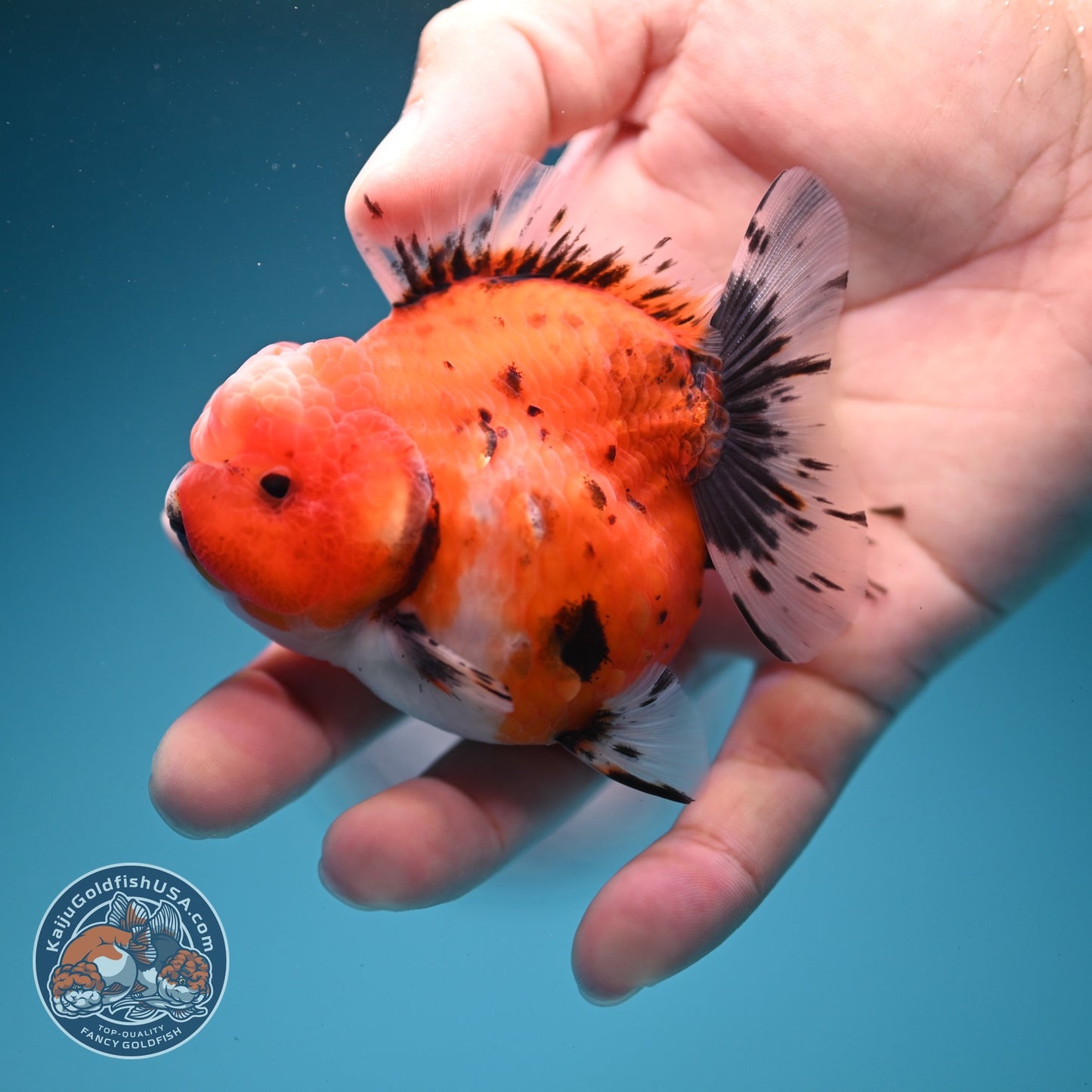 Shogun Tricolor Sakura Oranda 3 inch Body (260724_OR01)