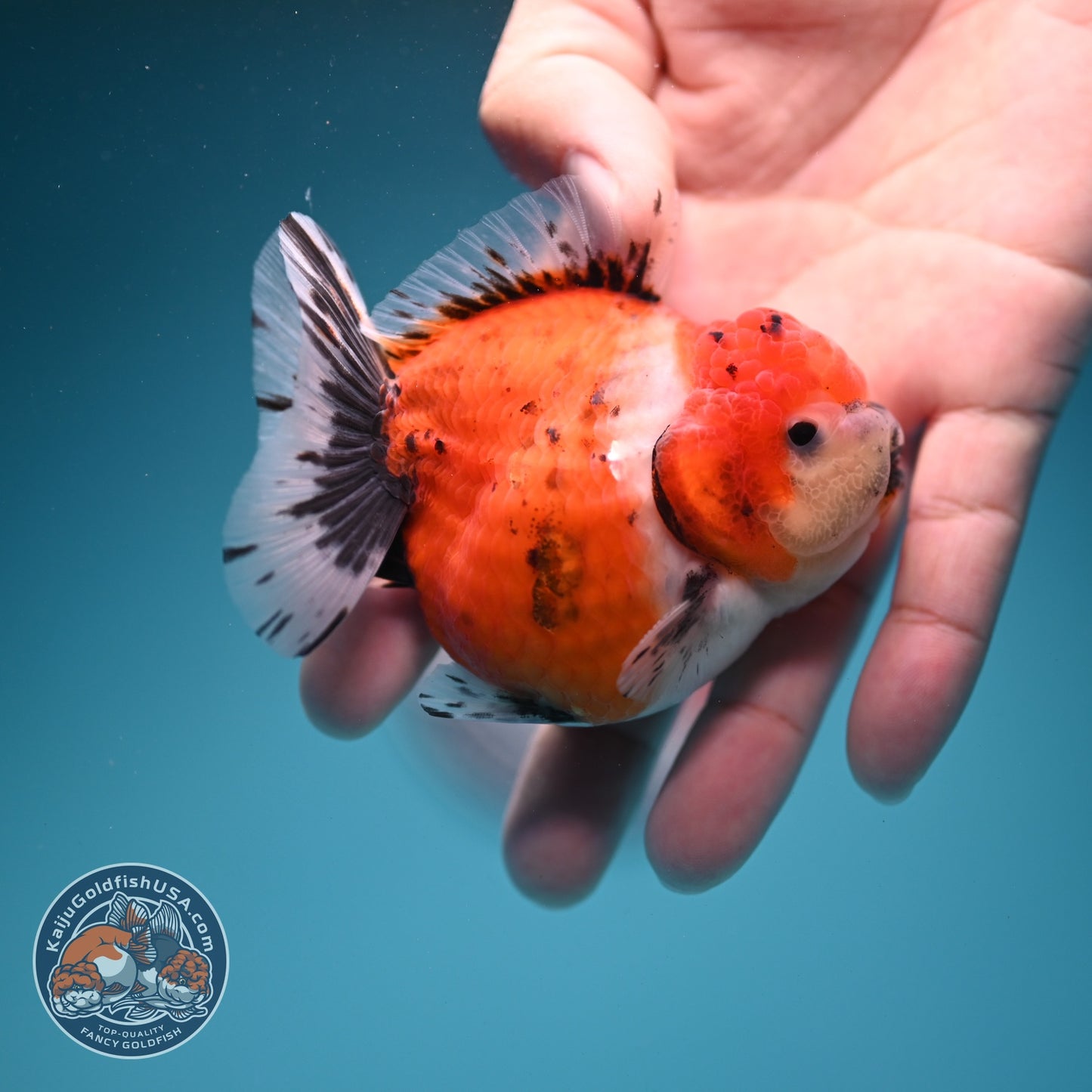 Shogun Tricolor Sakura Oranda 3 inch Body (260724_OR01)