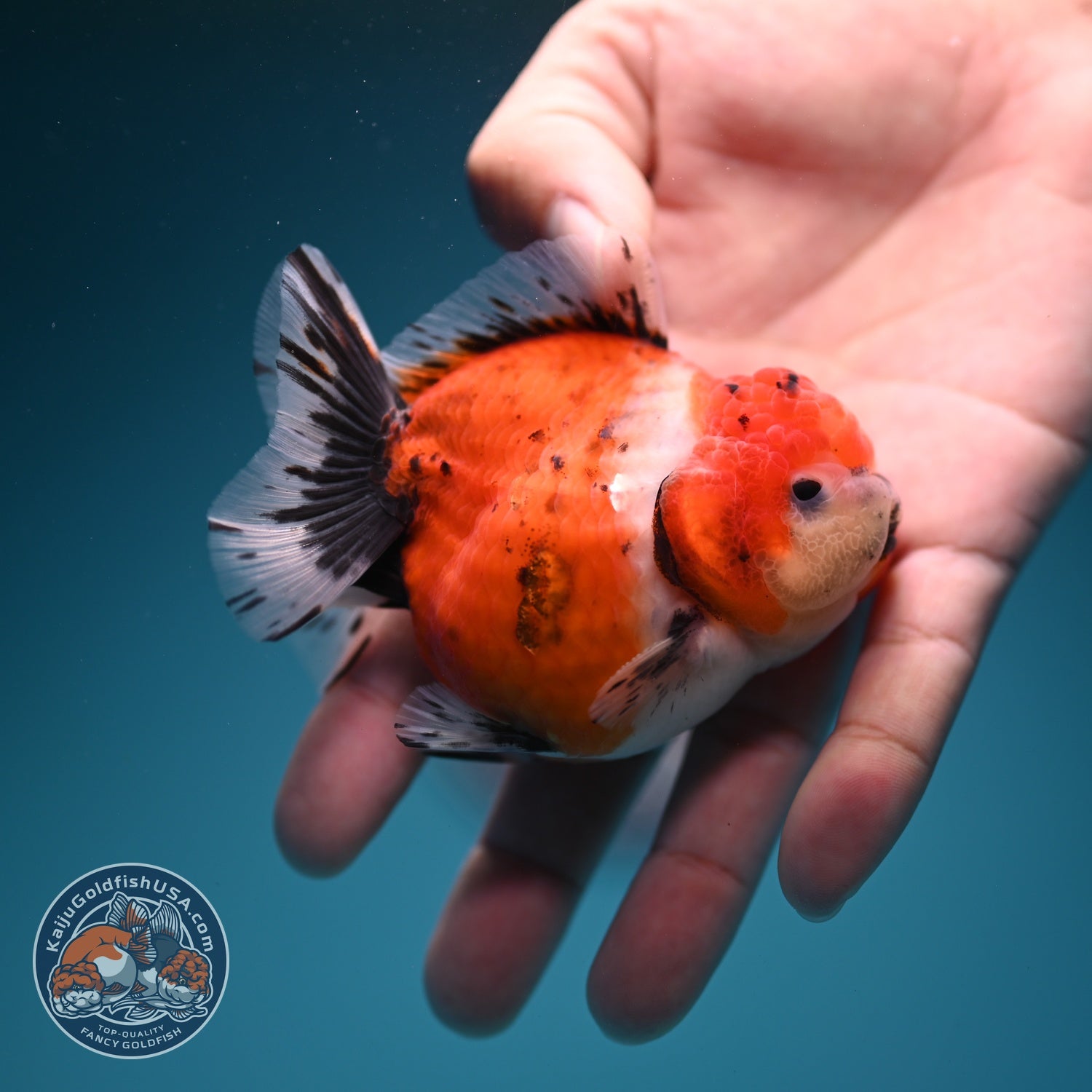 Shogun Tricolor Sakura Oranda 3 inch Body (260724_OR01)