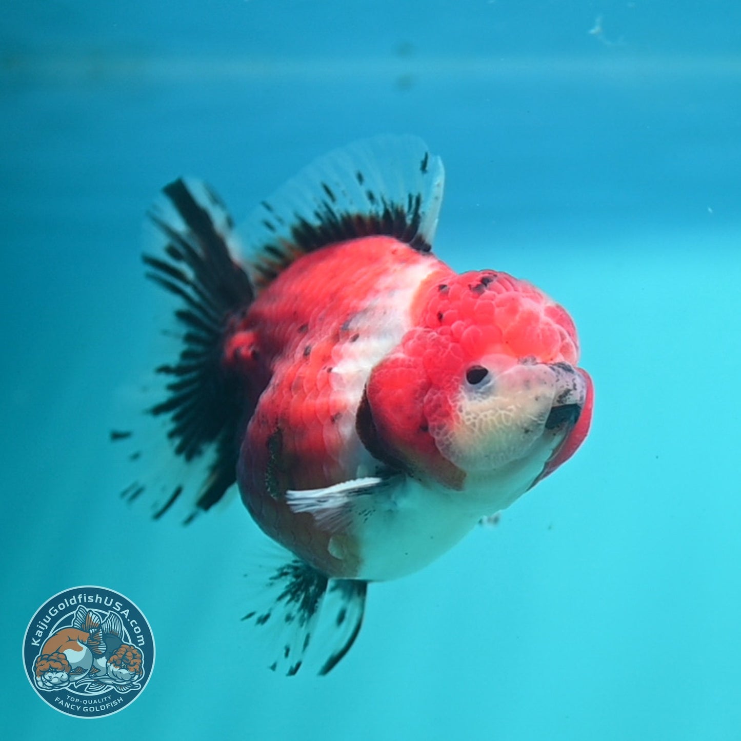 Shogun Tricolor Sakura Oranda 3 inch Body (260724_OR01)