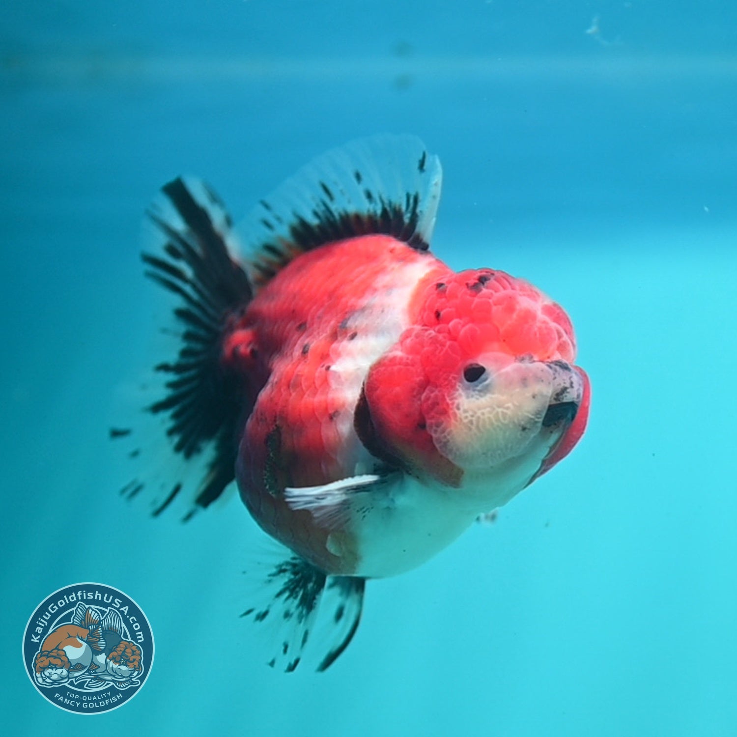 Shogun Tricolor Sakura Oranda 3 inch Body (260724_OR01)