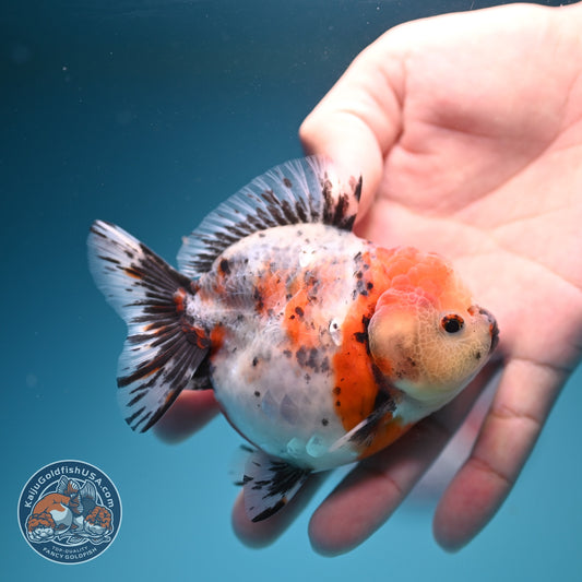 Shogun Tricolor Sakura Oranda 3.2 inch Body (260724_OR02)