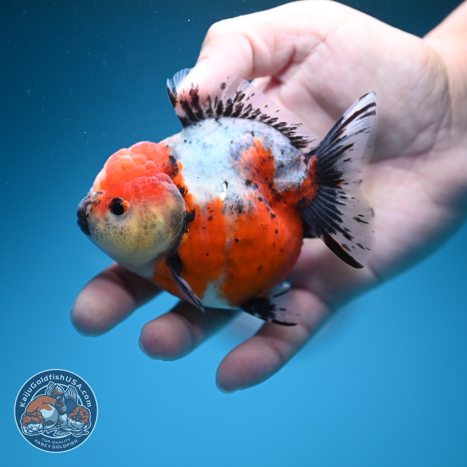 Shogun Tricolor Sakura Oranda 3.2 inch Body (260724_OR02)