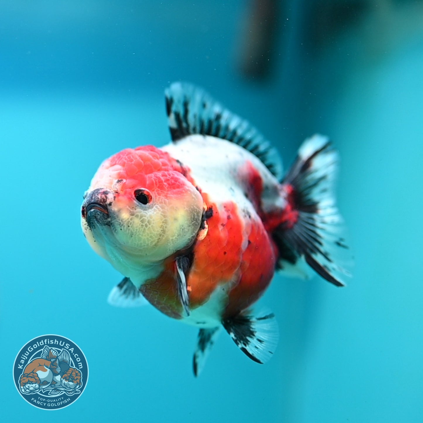 Shogun Tricolor Sakura Oranda 3.2 inch Body (260724_OR02)