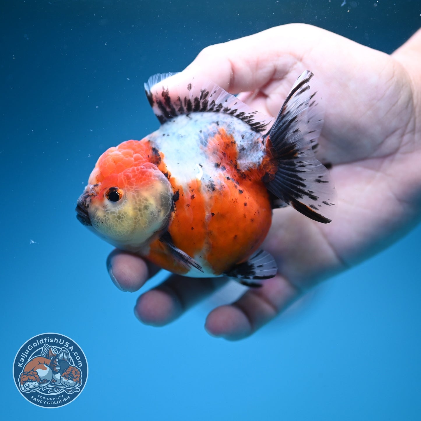 Shogun Tricolor Sakura Oranda 3.2 inch Body (260724_OR02)