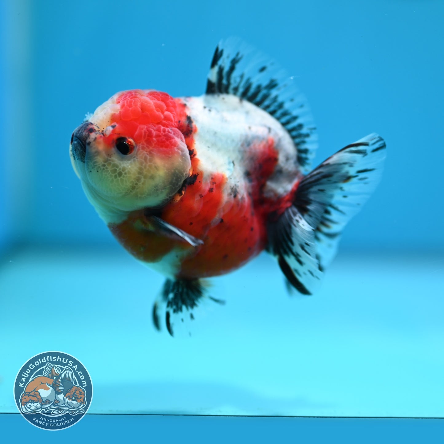 Shogun Tricolor Sakura Oranda 3.2 inch Body (260724_OR02)