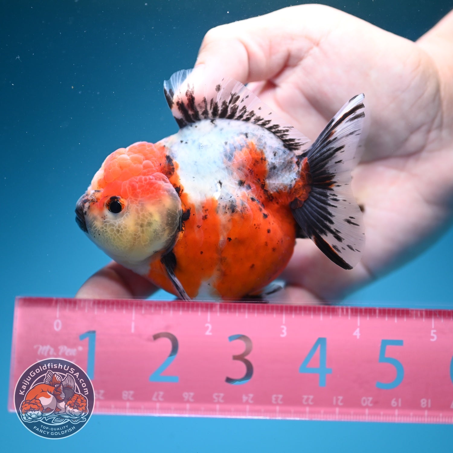 Shogun Tricolor Sakura Oranda 3.2 inch Body (260724_OR02)